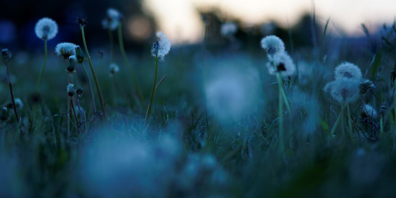 Flower of Lamentation