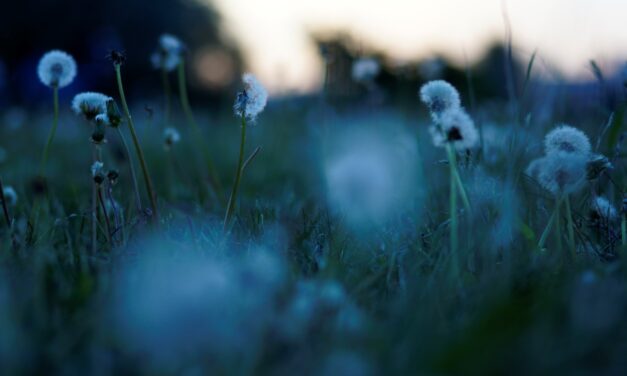 Flower of Lamentation